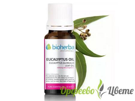 НАТУРАЛНА КОЗМЕТИКА  Етерични масла БИОХЕРБА ЕТЕРИЧНО МАСЛО ОТ ЕВКАЛИПТ 10 МЛ EUCALYPTUS GLOBULUS LEAF OIL